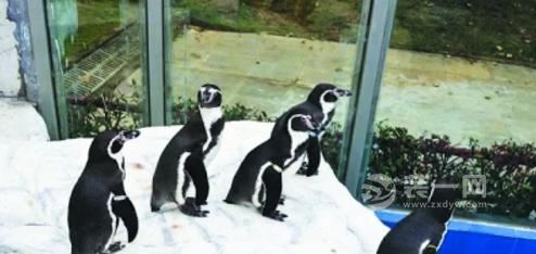 合肥野生动物园企鹅外场馆