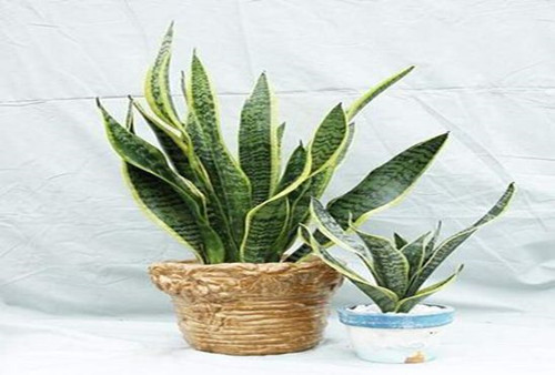 新房子装修后怎么去甲醛  新房装修去甲醛的方法有哪些