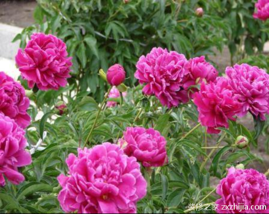 芍药花怎么养？芍药花养殖方法及注意事项