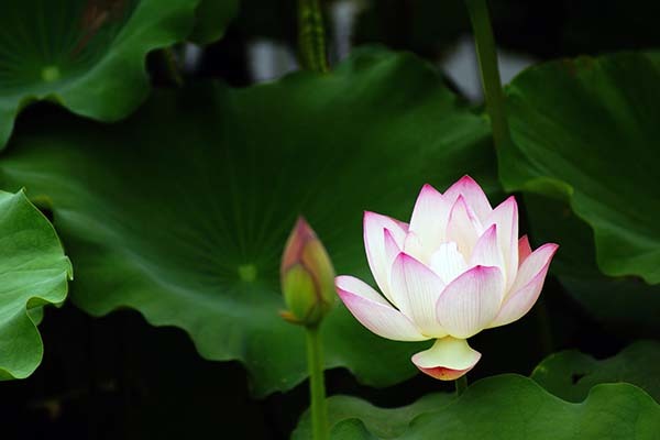 黄历2023年7月黄道吉日 2023年公历7月结婚吉日 2023年7月开工黄道吉日