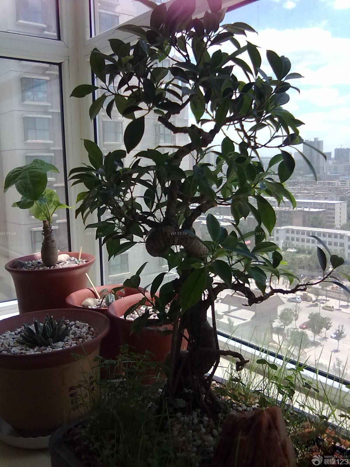 最新家庭小阳台榕树盆景摆放实景图欣赏