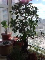 最新家庭小阳台榕树盆景摆放实景图欣赏