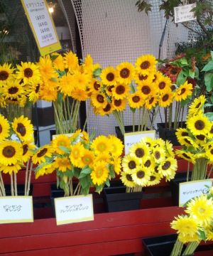 2025鲜花专卖店装修效果图片欣赏