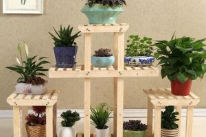 【天津梵客家装】常见的室内空气净化植物有哪些？