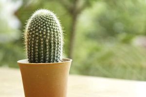 【烟台木清华装饰】适合放在卧室的花卉有哪些呢