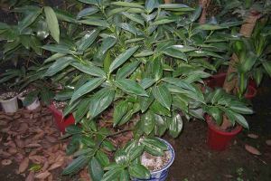 【苏州馨居盛业装饰】富贵树怎么养 富贵树的摆放禁忌有哪些