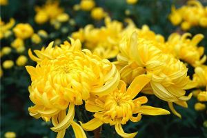 【中山建邦装饰】你不得不知道的除甲醛妙招