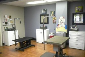 [西安新坐标装饰]宠物店装修设计 宠物店装修的要点和技巧