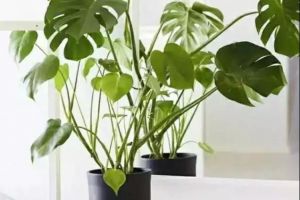 [定州龙景装饰]赶紧收了吧！史上最全的“吸毒”植物，新房必备！