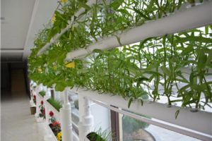 [沈阳百家装饰]阳台菜园设计的注意事项有哪些 阳台菜园怎么设计