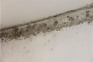 [沈阳乐家装饰]墙体霉菌清除剂品牌有哪些 除霉剂的购买注意事项