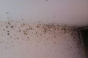 [佛山星艺装饰]墙面发霉怎么办？